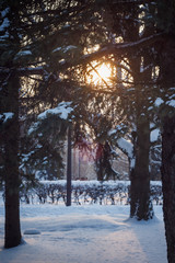 Sunset in the park. Winter background