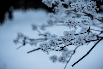 Branches of a bush covered with snow. Shallow depth of field. Toned.