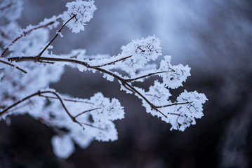 Branches of a bush covered with snow. Shallow depth of field. Toned.