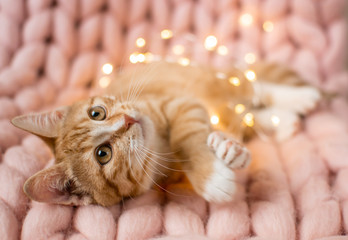 Cute little ginger kitten laying in soft pastel pink merino wool giant knit blanket, Christmas lights, New Year Concept