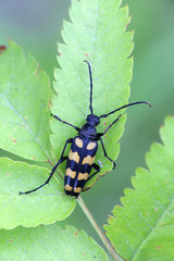 Four-banded longhorn beetle or longicorn,  Leptura quadrifasciata