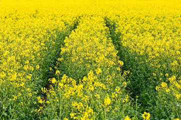 Fototapeta premium Raps