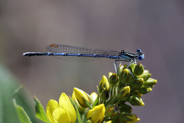 Beautiful insect