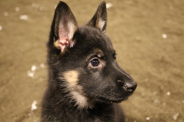 German shepard puppy in snow