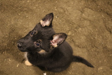 German shepard puppy in snow