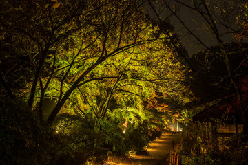 Beautiful Japanese garden named Mifuneyama Rakuen in autumn night view with maple leaves.