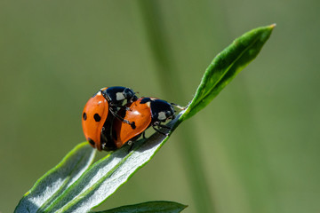 Two ladybugs mating on a green leaf in bright sunshine