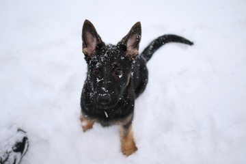 German shepard puppy in snow