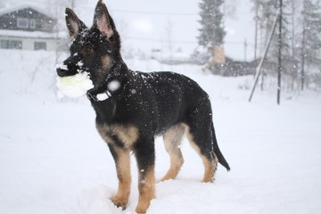 German shepard puppy