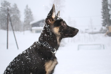 German shepard puppy