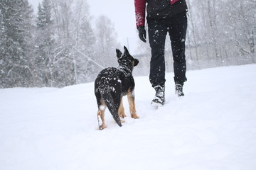 German shepard puppy