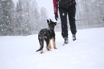 German shepard puppy