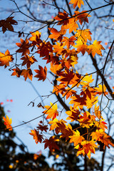 Maple leaves touching sunlight before sunset