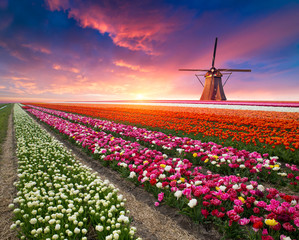 Tulips Nature Windmill Netherlands 3D Wall Sticker Poster Decal Mural Room Z212