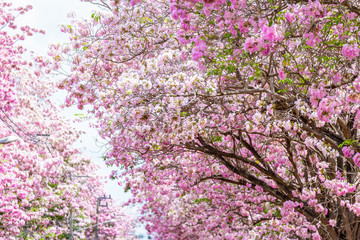Blooming pink flowers of Pink Trumpet Tree