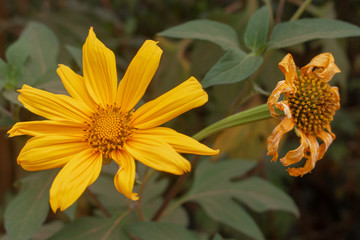 Girassol Brasilidade