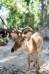 Common barking deer in Chiang Mai Zoo , Chiang Mai Thailand