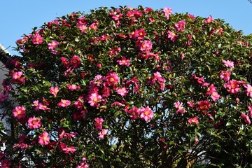 Obraz na płótnie Canvas Camellia sasanqua flowers