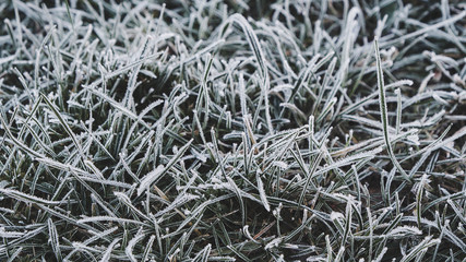 frozen Grass