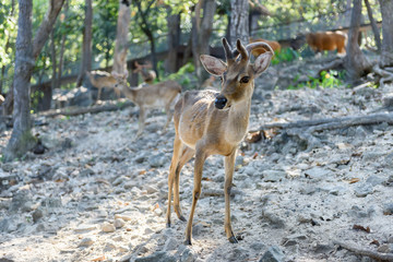 Common barking deer in Chiang Mai Zoo , Chiang Mai Thailand