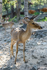 Naklejka na ściany i meble Common barking deer in Chiang Mai Zoo , Chiang Mai Thailand