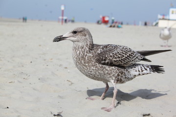 Möwe am Strand