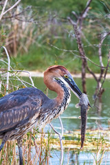 Successful fishing. Portrait of a bird. Goliath heron with fish. Baringo lake, Kenya (Rev.2)