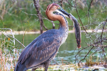 Successful fishing. Portrait of a satisfied bird. Goliath heron with fish. Baringo lake, Kenya (Rev.2)