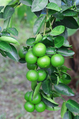 Organic lime citrus fruit hanging on tree