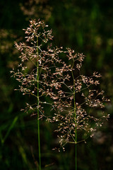 Smooth Meadow-grass