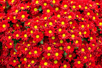 Beautiful red chrysanthemum flowers