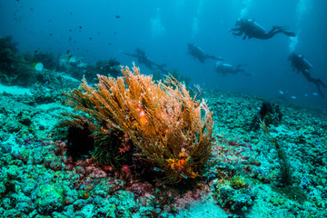 Vibrant corals with divers passing by in the background