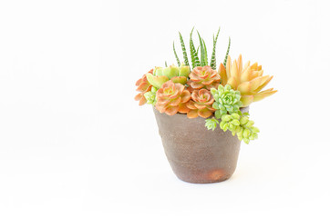 Arrangement of red green Echeveria and Sedum succulent plantss flowering houseplants in clay pot planter white background