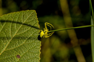 Krabbenspinne