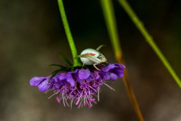 Krabbenspinne