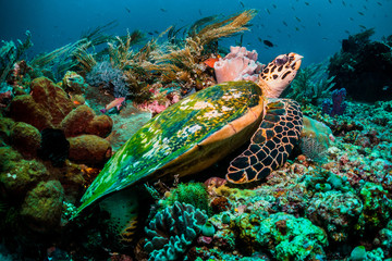 Hawksbill turtle resting on soft corals