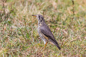 Fototapeta premium Groundscraper thrush Psophocichla litsitsirupa