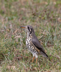 The groundscraper thrush Psophocichla litsitsirupa