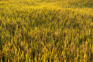 in field rice outdoor with sunset light in countryside in Thailand