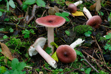 Fruity brittlegill or gooseberry russula,  Russula queletii