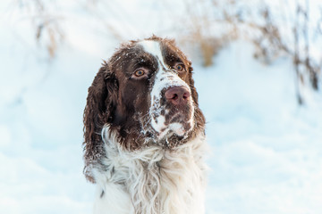 The head of dog is the English Springer Spaniel, in snow on the winter nature