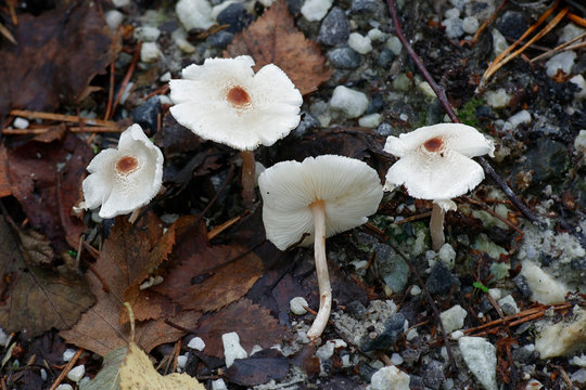 Lepiota cristata, commonly known as the stinking dapperling or the stinking parasol