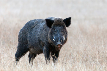 Boar on winter meadow