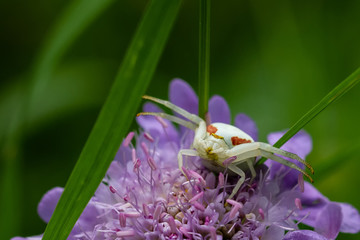Krabbenspinne