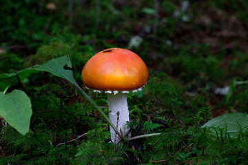 Poisonous fly agaric mushroom, Amanita muscaria, a hallucinogenic toadstool