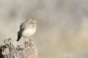 Thekla lark (Galerida theklae) perched on a tree stump, Etremadura, Spain.