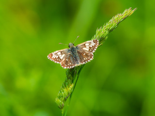 Naklejka premium Grizzled Skipper (Pyrgus malvae) resting on a leaf