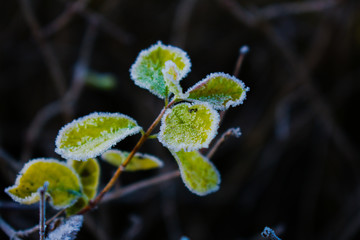 green leaf with rime