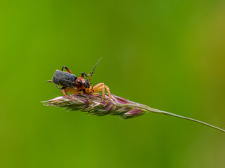 Crab spider ( Xysticus cristatus ) capturing a beetle
