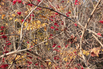 Red viburnum berries on branch in the garden